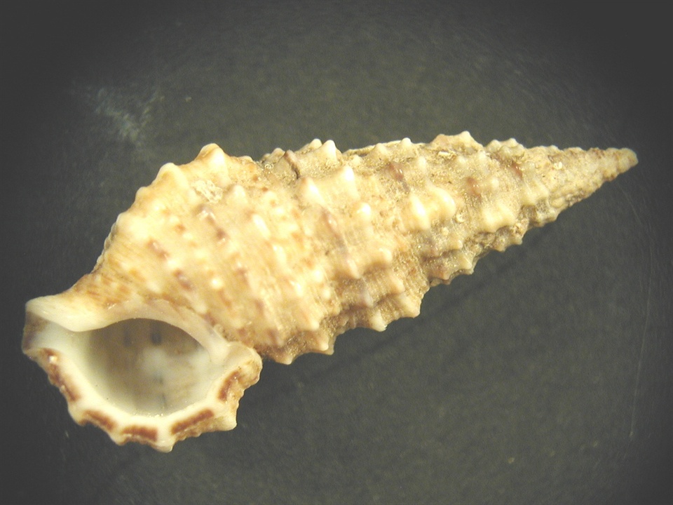 Famiglia Cerithiidae ,Genere Cerithium